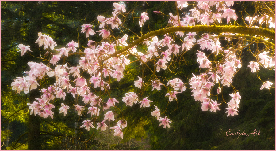 tree blossoms soft